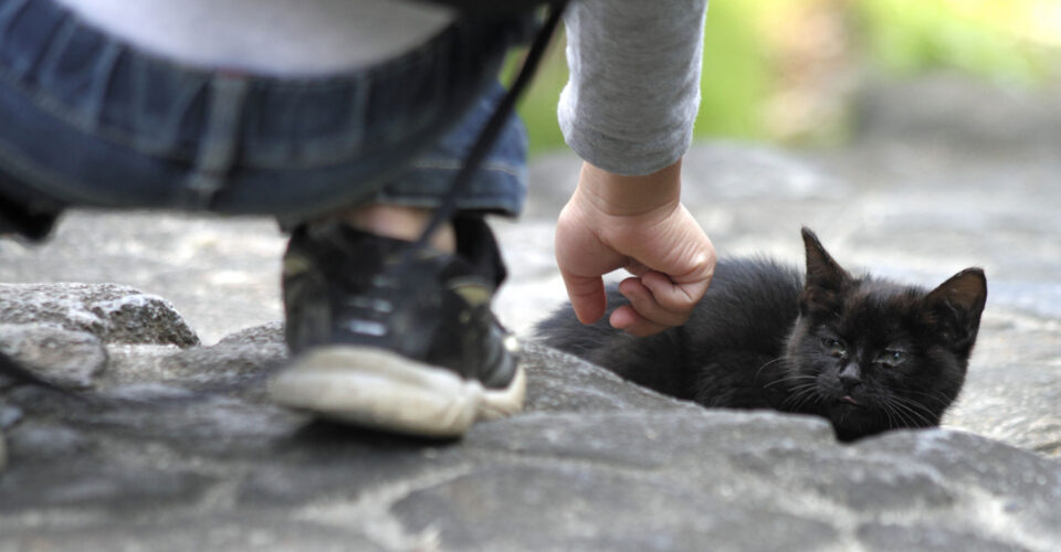子猫の黒猫をなでる女性の写真