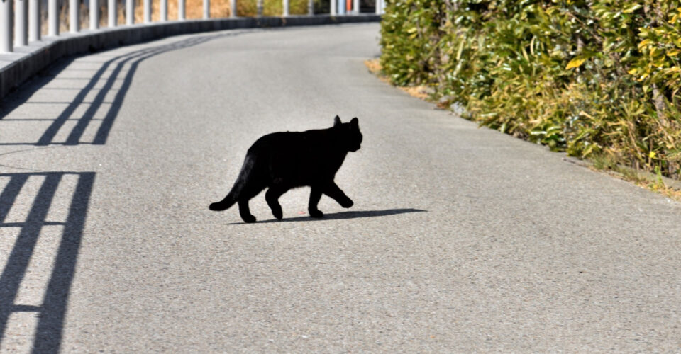 黒猫が道の上を歩いていく後ろ姿の写真