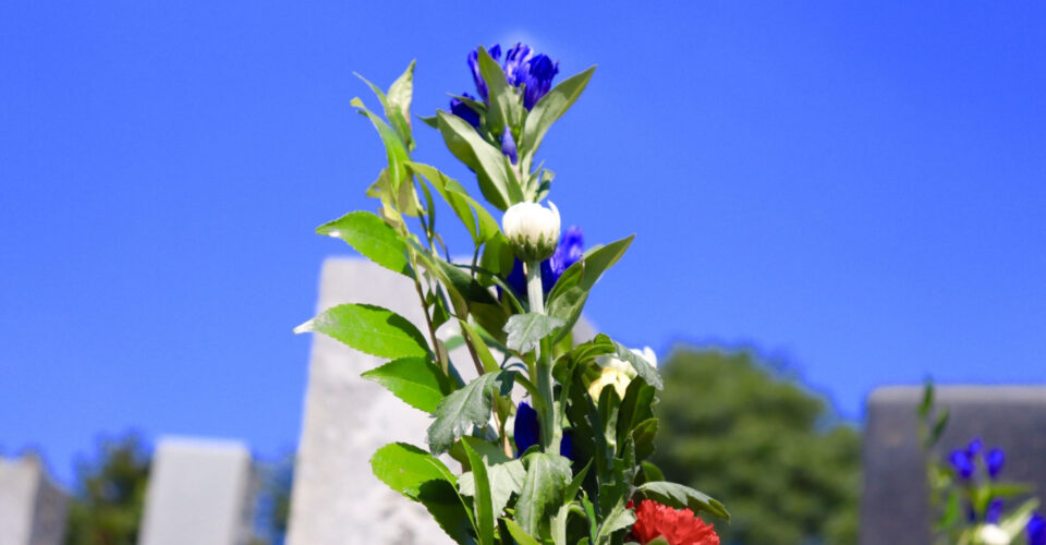 お墓の前の青い花の写真